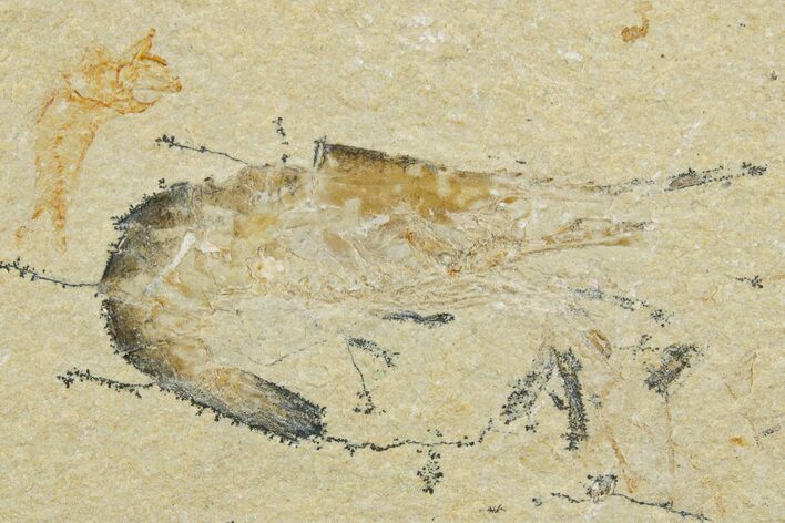 Fossil Fish and Shrimp Association - Hjoula, Lebanon #375789